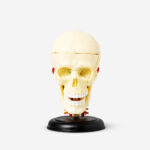 3D-anatomisk model. Kranie køb billigt tilbud online shopping rabat