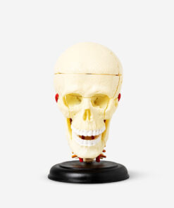 3D-anatomisk model. Kranie køb billigt tilbud online shopping rabat