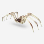 Spider skeleton køb billigt tilbud online shopping rabat