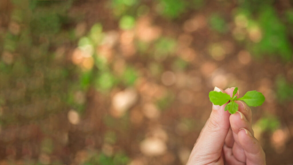 naturoplevelser i danmark